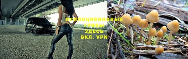 прущие грибы Россошь